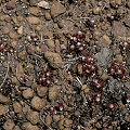 Drosera pygmaea