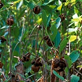 Sarracenia alabamensis subsp. 