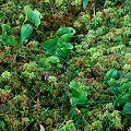 Plants growing in a coastal bog with great sphagnum.